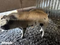 Boar, Pigs — photo 1