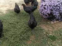 جيرسي جاينت — الصورة 1