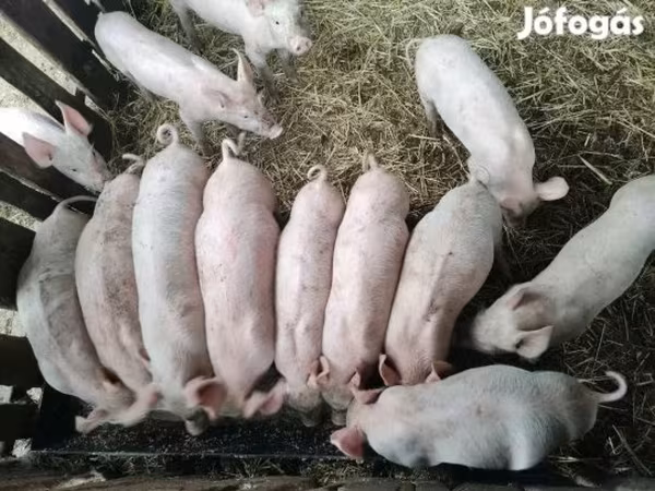 Pigs (batch, sex not specified),  — Hungary