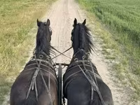 حصان, Friesian — الصورة 3