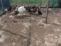 Turkeys — الصورة 8