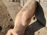 母猪, Pigs — 照片 3