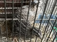 Quails — Foto 1