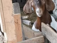 Bak, Boer goat — 6. fotó