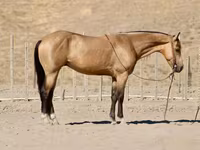 Hing, Quarter Horse — 7. fotó