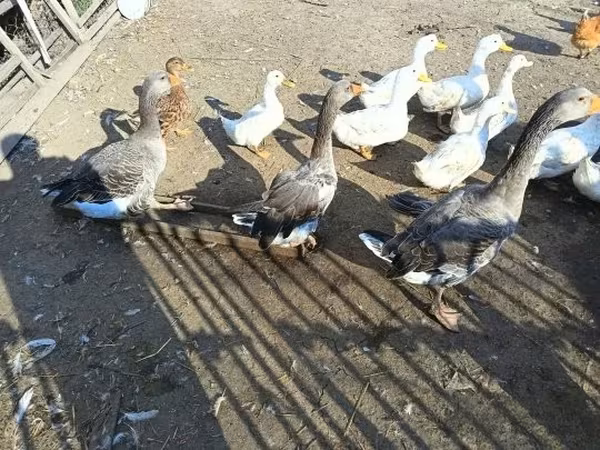 Geese