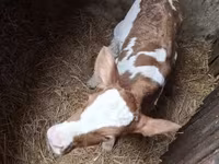 Krowa, Simmental cattle — zdjęcie 1