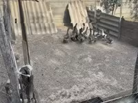 Ducks — foto 6