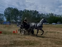 Айғыр, Lipizzaner — 3-сурет