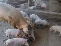 Pigs (batch, sex not specified), Pigs — photo 1