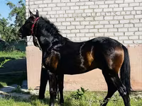 घोड़ा, Swedish warmblood horse — फ़ोटो 2