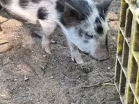 मादा सूअर, सूअर — फ़ोटो 2