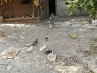 pato criollo doméstico — foto 7
