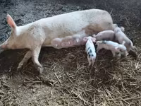 Süldőanya, Sertések — 7. fotó