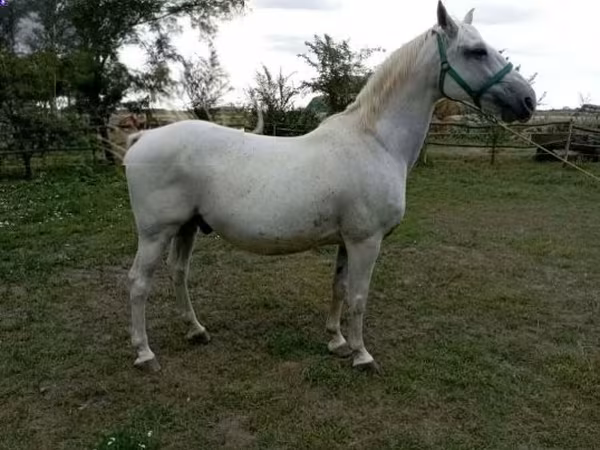 घोड़ा, Lipizzaner
