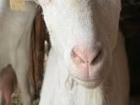 Juh, Alpines Steinschaf sheep — 3. fotó