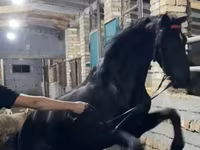 Kůň, Russian warmblood — foto 2