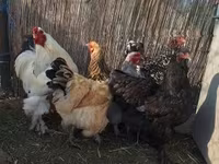 Chickens — foto 7