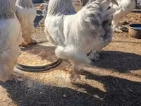 婆罗门鸡 — 照片 1