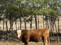 Bika, Limousin tehén — 1. fotó