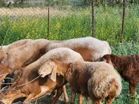 Brebis, Rhon sheep — photo 1