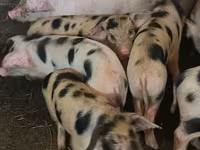 Pigs (batch, sex not specified), Pigs — photo 4