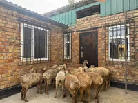 Baran, Rhon sheep — zdjęcie 3