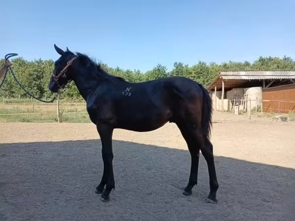 Horse (M), Nonius horse — Hungary