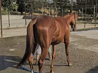 Jument, Thoroughbred horse — photo 4