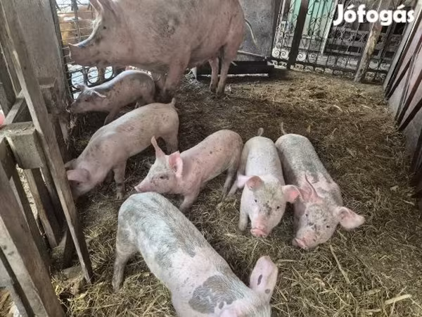 Pigs (batch, sex not specified), Pigs — Hungary