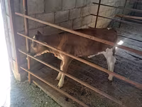 Vaca, Raça Holstein — foto 6