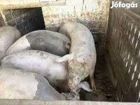 公猪, Pigs — 照片 4