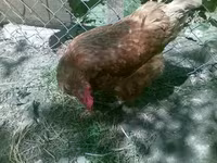 gallina danesa — foto 6