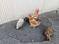 Danish hen — photo 2