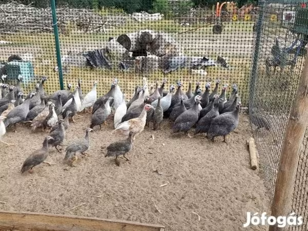 Guinea fowl