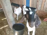 Kozioł, Boer goat — zdjęcie 2