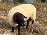 मेढ़ा, White Suffolk sheep — फ़ोटो 3