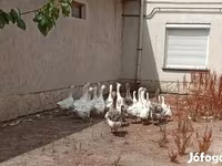 Geese — 照片 5