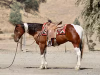 حصان, American paint horse — الصورة 7
