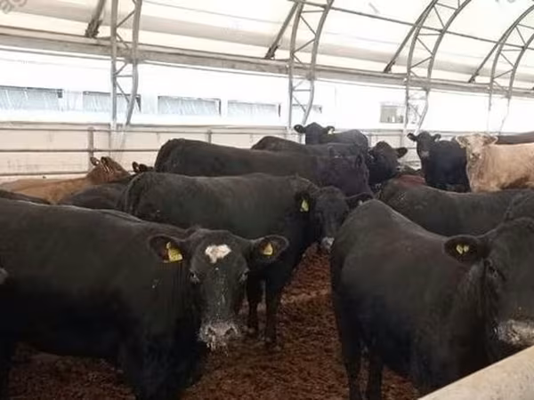 Szarvasmarha (tétel, nem megadva), Aberdeen-Angus