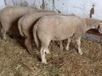 公羊, Sheep — 照片 2
