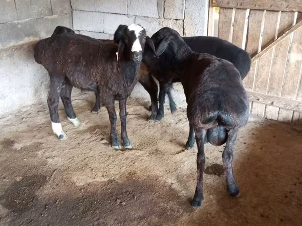 Bélier, Arashan sheep