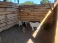 Ziegenbock, Ziegen — Foto 7