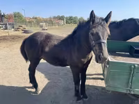 公马, Horses — 照片 1