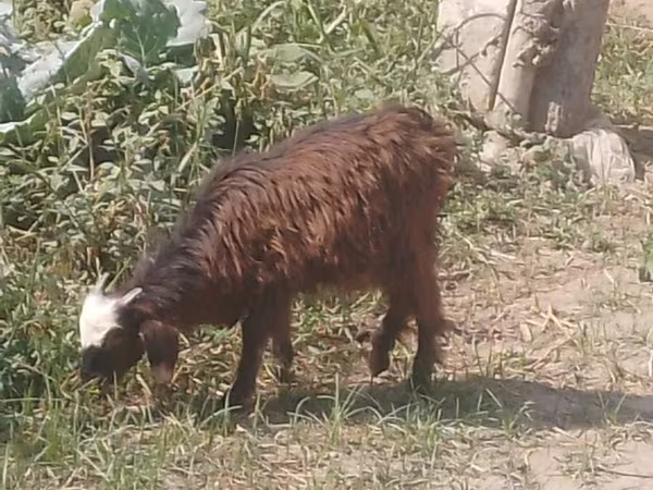 बकरियाँ (लॉट, लिंग निर्दिष्ट नहीं), बकरियाँ