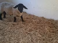 كبش, White Suffolk sheep — الصورة 4
