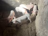 Sow, Pigs — photo 7