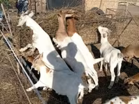 Nőstény kecske, Boer goat — 2. fotó