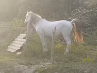 Hing, Azerbaijan horse — 4. fotó