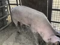 公猪, Pigs — 照片 4